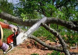 Best Tree Risk Assessment  in Fall City, WA